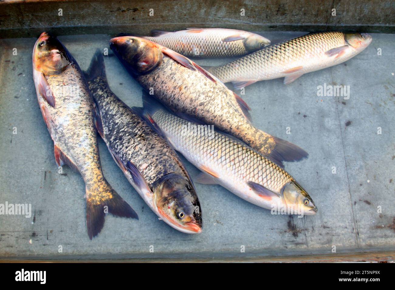 poisson frais d'eau douce dans un marché, gros plan de photo Banque D'Images