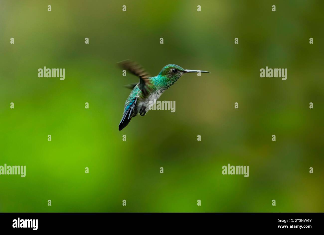 Colibri saphir bleu-chiné, Chlorestes notata, planant dans l'air avec fond vert Banque D'Images