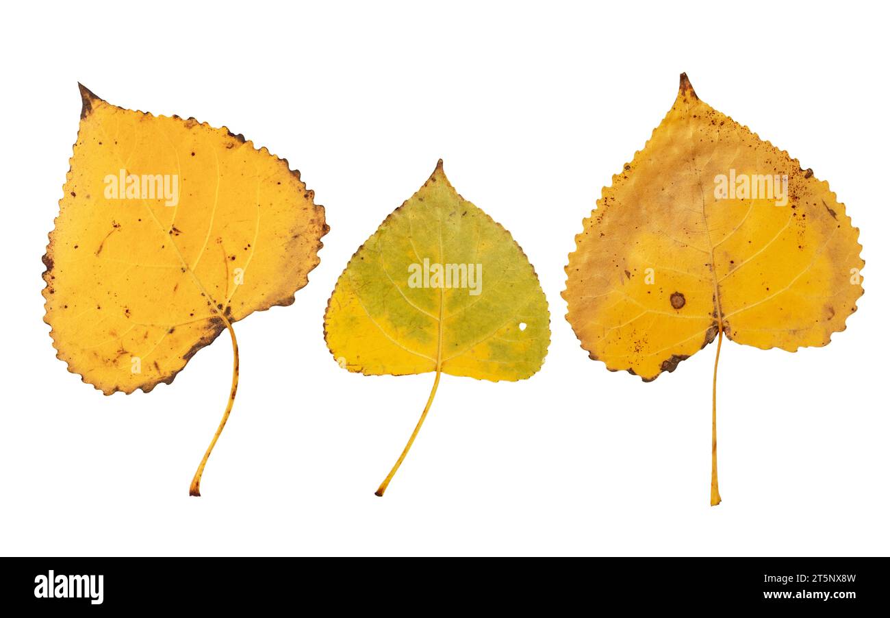 Populus nigra ou peuplier noir feuilles jaunes d'automne ensemble isolé sur fond blanc. Surface abaxiale ou face inférieure du feuillage d'automne. Banque D'Images