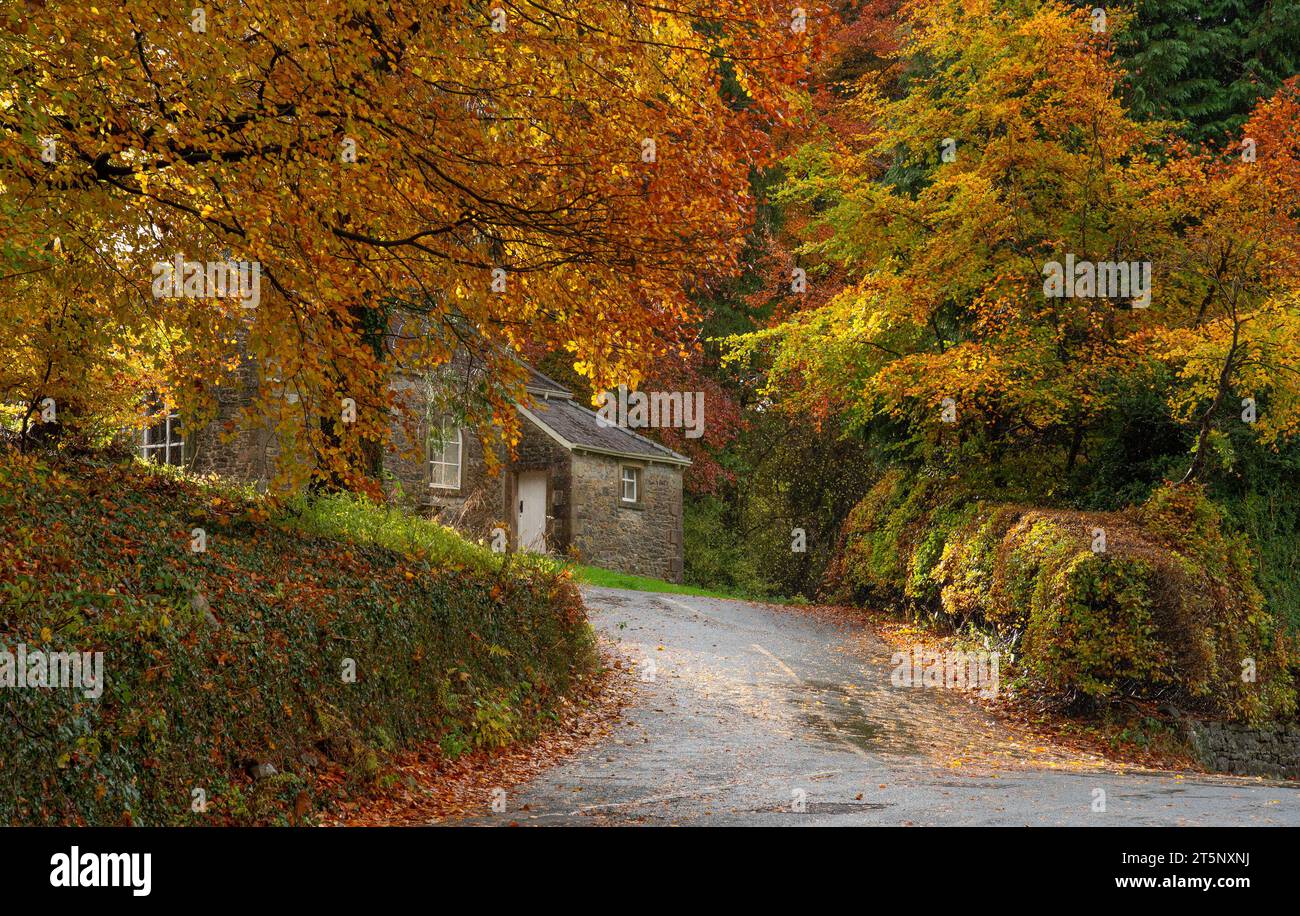 Whitewell, Clitheroe, Lancashire, Royaume-Uni. 6 novembre 2023. Couleurs d'automne à Whitewell, Lancashire un jour de douche. Crédit : John Eveson/Alamy Live News Banque D'Images