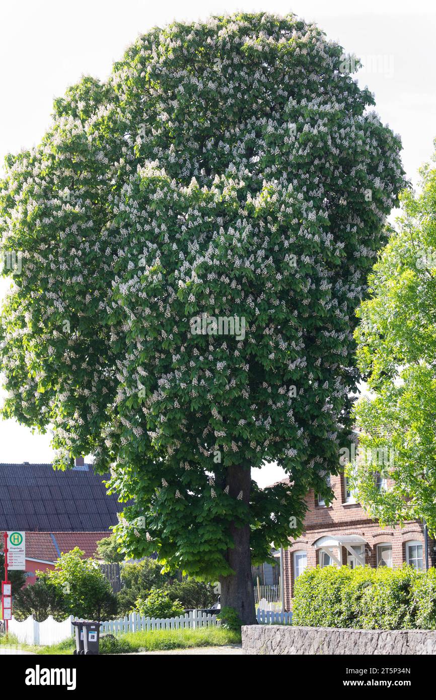 Gewöhnliche Rosskastanie, Rosskastanie, Ross-Kastanie, Kastanie, blühend, Blüten, Aesculus hippocastanum, châtaignier, châtaignier, conker, Banque D'Images