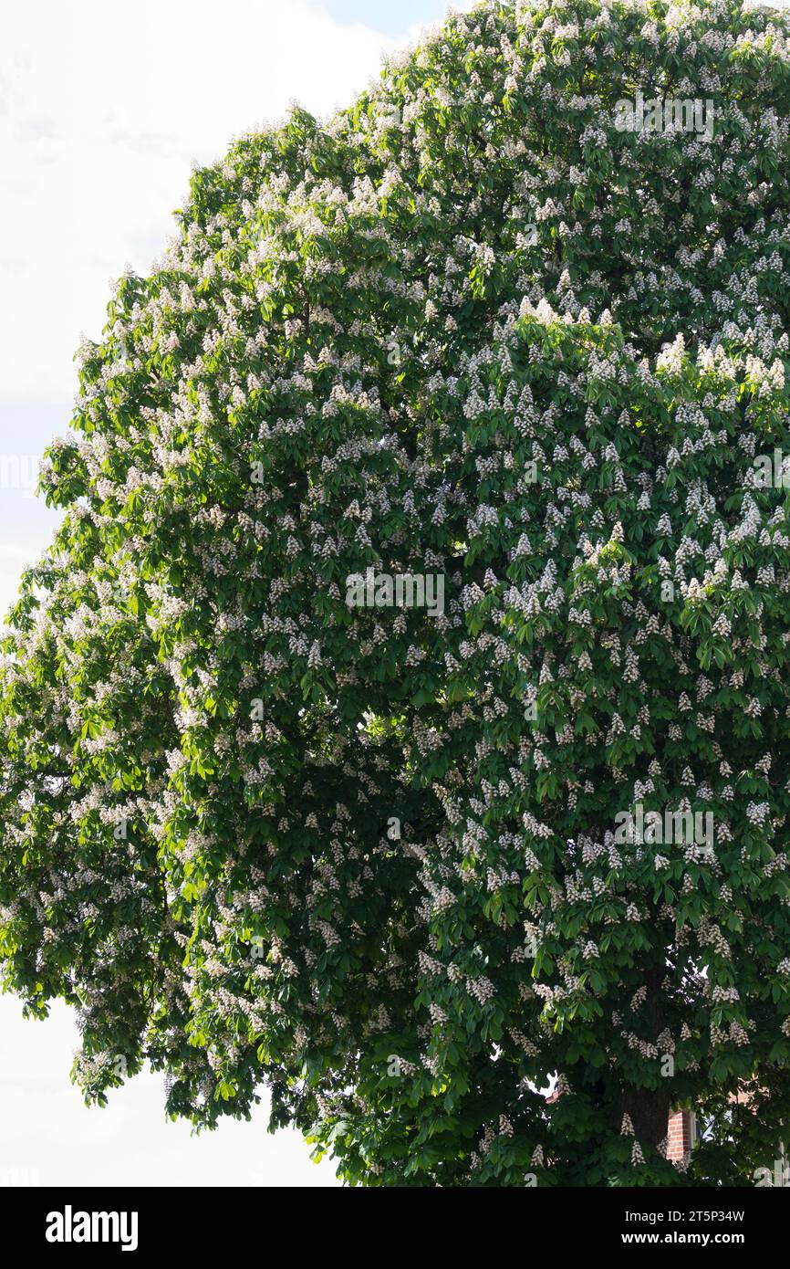 Gewöhnliche Rosskastanie, Rosskastanie, Ross-Kastanie, Kastanie, blühend, Blüten, Aesculus hippocastanum, châtaignier, châtaignier, conker, Banque D'Images