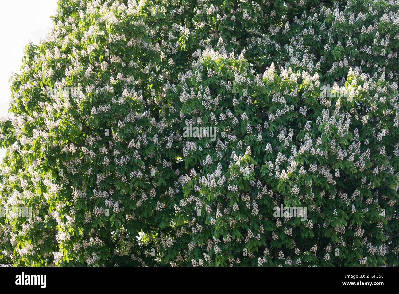Gewöhnliche Rosskastanie, Rosskastanie, Ross-Kastanie, Kastanie, blühend, Blüten, Aesculus hippocastanum, châtaignier, châtaignier, conker, Banque D'Images