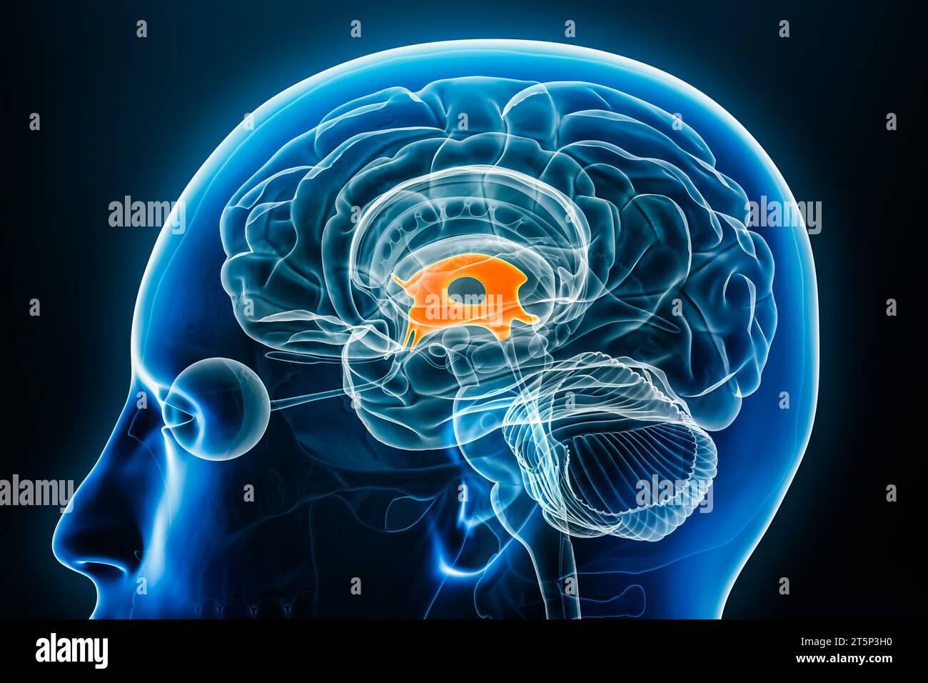 Vue rapprochée du profil radiographique du troisième ventricule cérébral illustration de rendu 3D avec contours du corps. Anatomie du cerveau humain, médecine, biologie, science, neu Banque D'Images