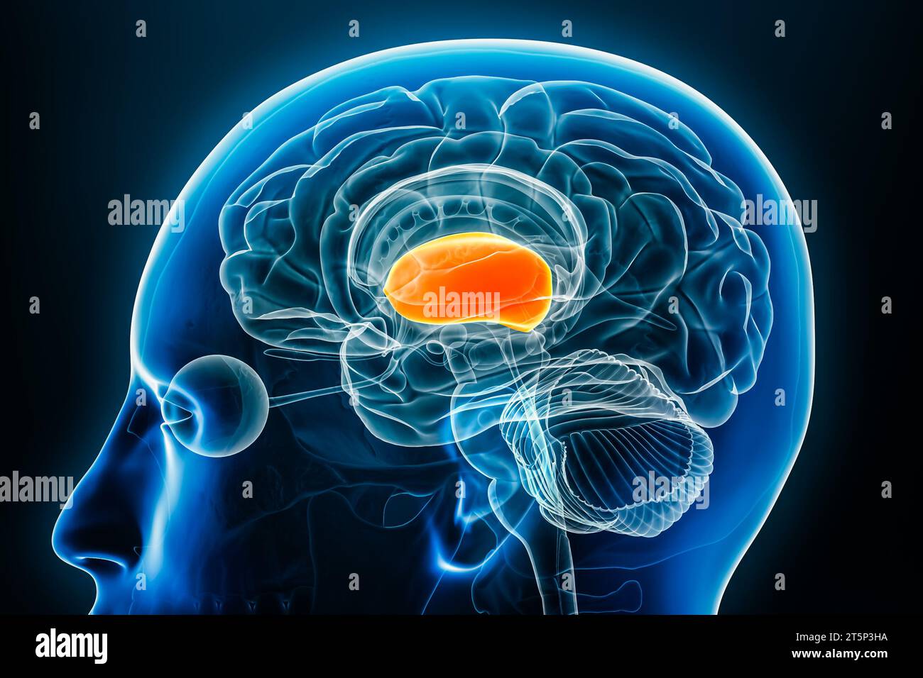 Vue rapprochée du profil radiographique du cerveau antérieur ou du prosencéphale illustration de rendu 3D avec contours du corps. Anatomie du cerveau humain, médical, biologie, science, Banque D'Images