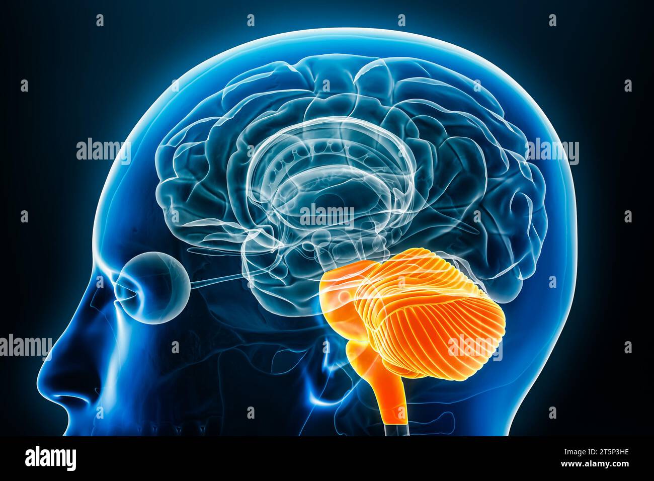 Profil radiologique du rhombencéphale ou du rhombencéphale vue rapprochée 3D avec contours corporels. Anatomie du cerveau humain, médical, biologie, science, Banque D'Images