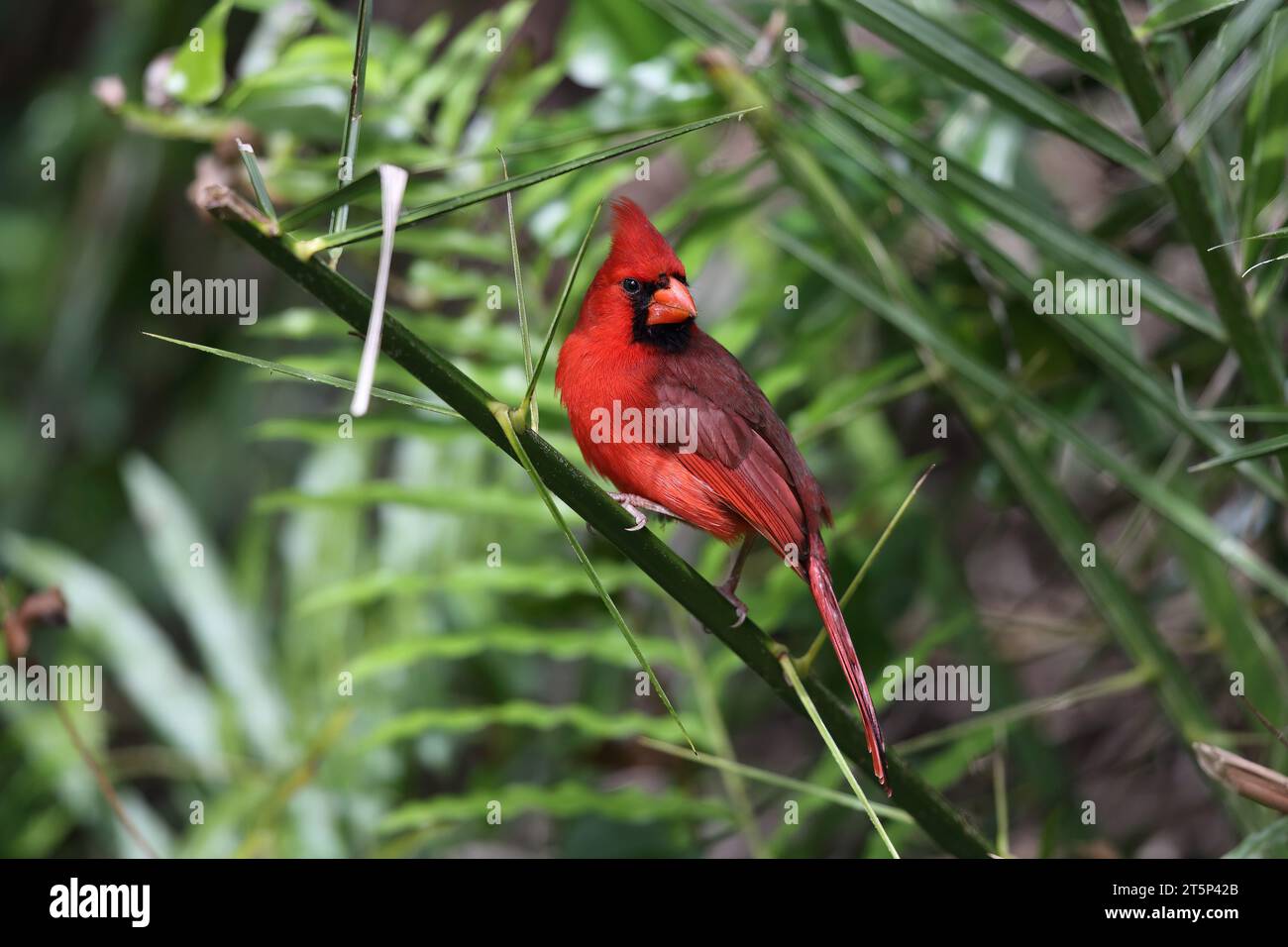 Cardinal du Nord, Cardinalis Cardinalis, Corktire Swamp, Floride, États-Unis Banque D'Images