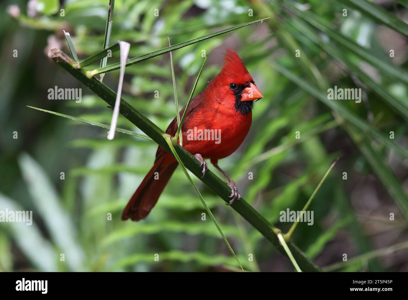 Cardinal du Nord, Cardinalis Cardinalis, Corktire Swamp, Floride, États-Unis Banque D'Images