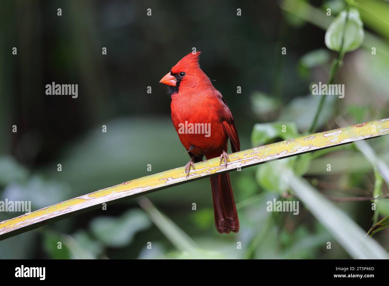 Cardinal du Nord, Cardinalis Cardinalis, Corktire Swamp, Floride, États-Unis Banque D'Images