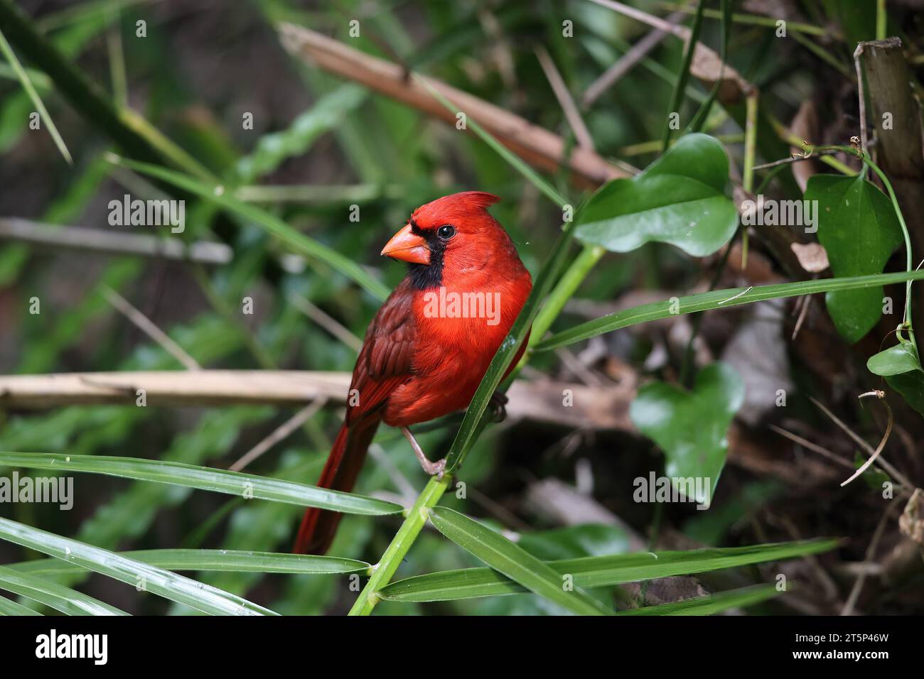 Cardinal du Nord, Cardinalis Cardinalis, Corktire Swamp, Floride, États-Unis Banque D'Images