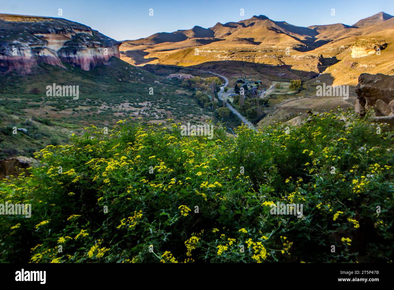 Vue sur une route lointaine serpentant à travers les montagnes du Drakensberg en Afrique du Sud, avec des fleurs sauvages jaunes au premier plan. Banque D'Images