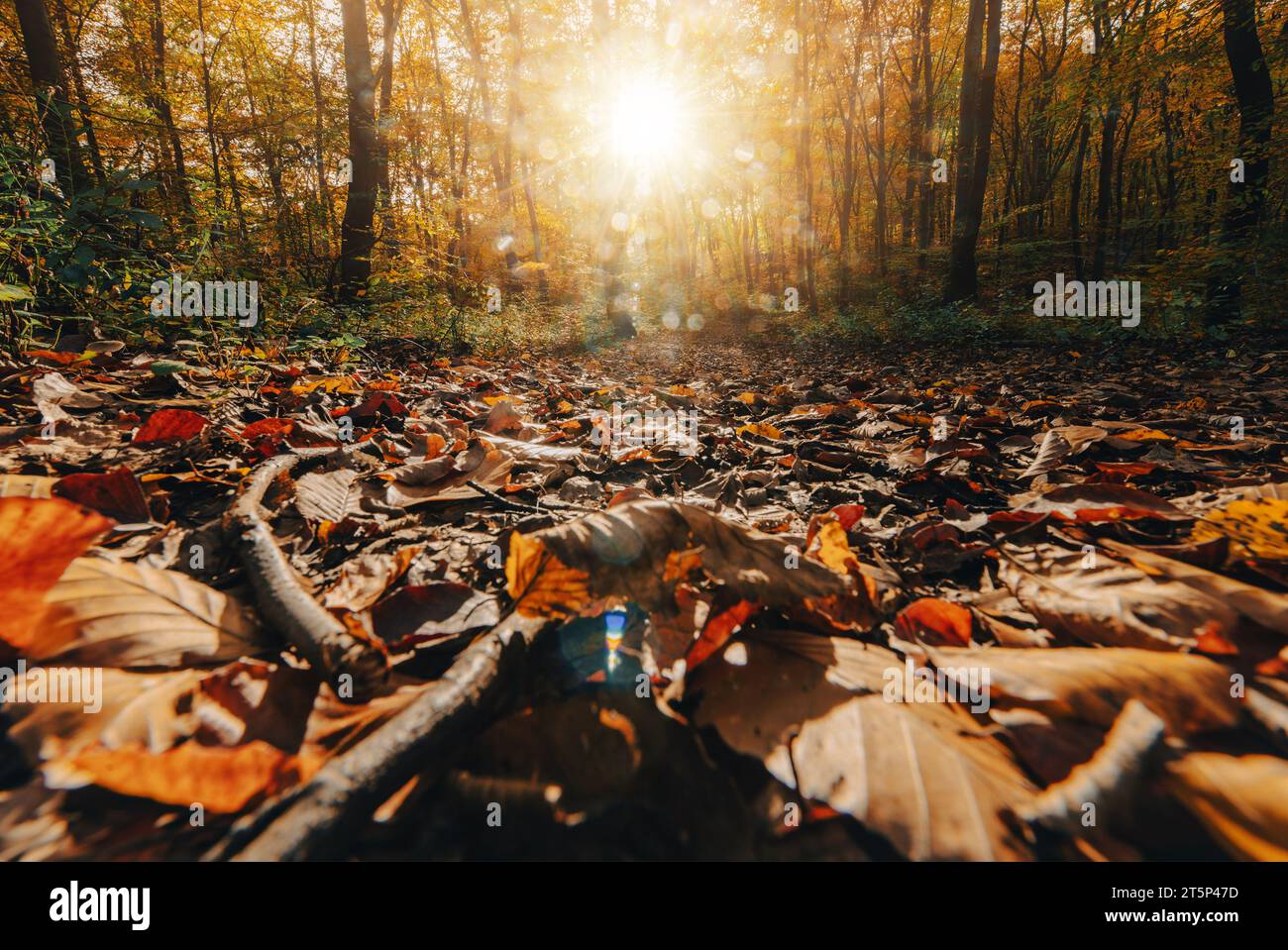 Journée ensoleillée de la saison d'automne dans le bois doré. Thème saisonnier de la nature. Banque D'Images