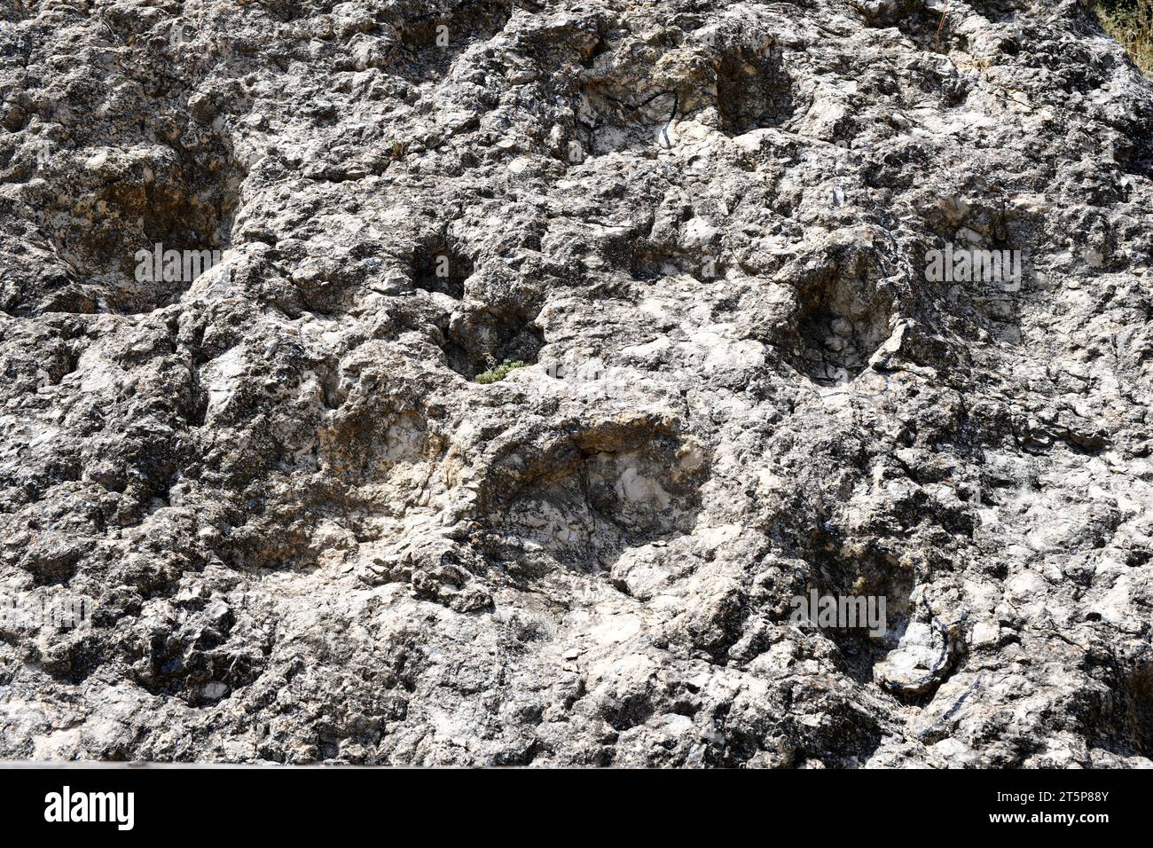 Ichnite ou trace fossile de sauropoda. Arino, Teruel, Aragon, Espagne. Banque D'Images