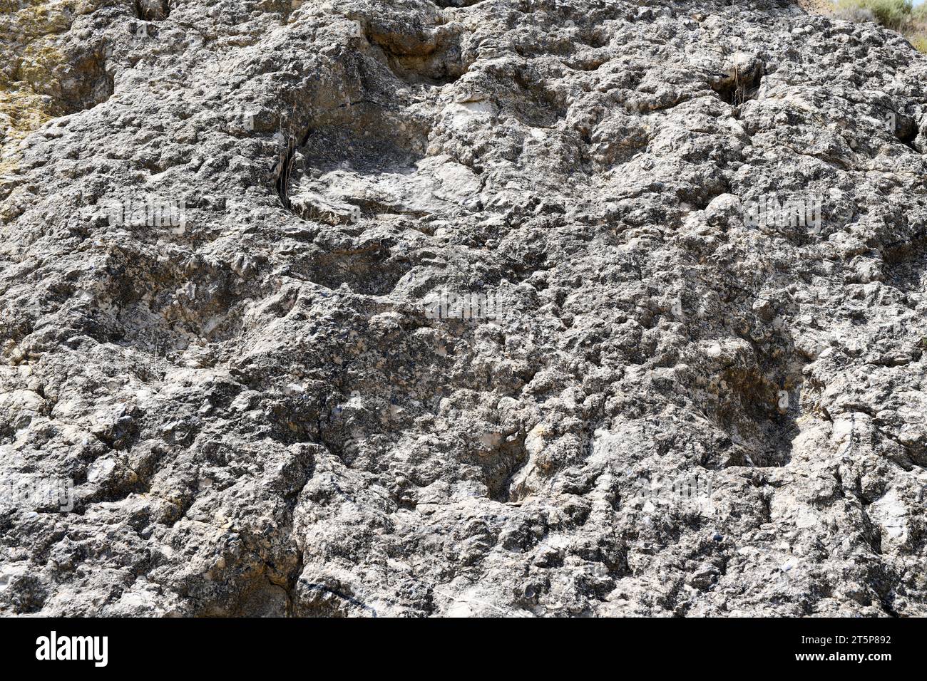 Ichnite ou trace fossile de sauropoda. Arino, Teruel, Aragon, Espagne. Banque D'Images