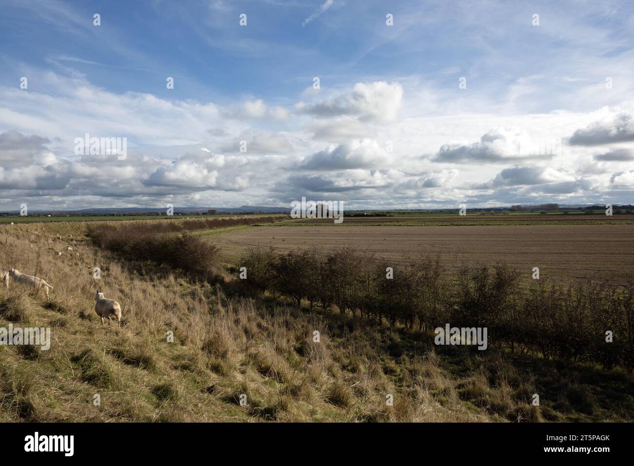 Champs agricoles après de fortes pluies près de Hesketh Bank Lancashire Angleterre Banque D'Images