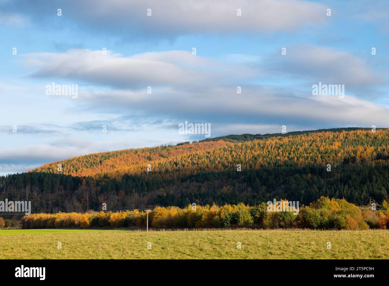 Rothes Glen, Speyside, Moray, Royaume-Uni. 6 novembre 2023. Ce sont les couleurs automnales sur les arbres de Rothes Glen, partie de la piste malt Whisky. Crédit : Jasperimage/Alamy Live News Banque D'Images