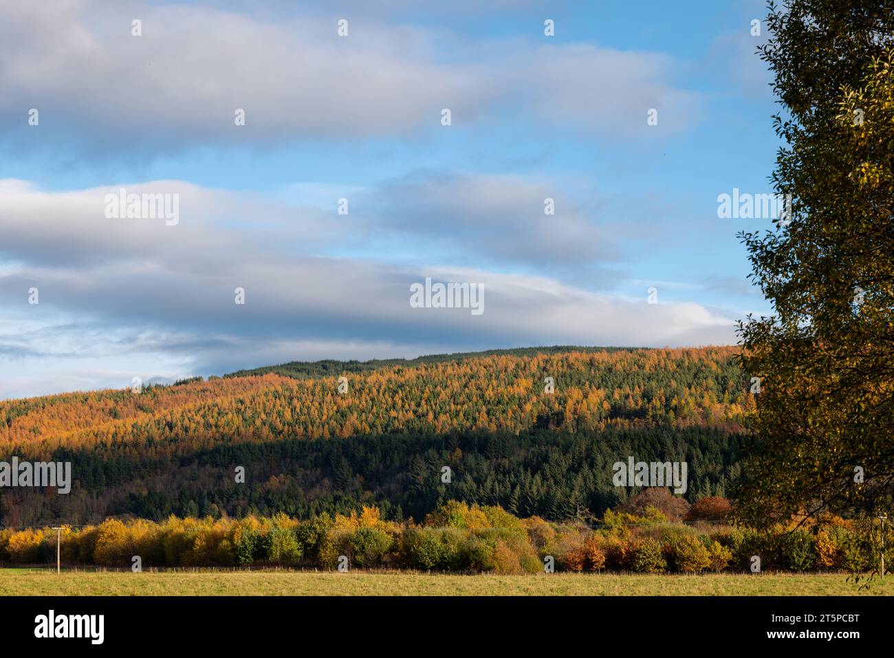 Rothes Glen, Speyside, Moray, Royaume-Uni. 6 novembre 2023. Ce sont les couleurs automnales sur les arbres de Rothes Glen, partie de la piste malt Whisky. Crédit : Jasperimage/Alamy Live News Banque D'Images