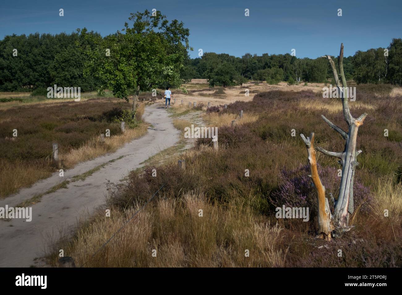 Sentier et végétation typique dans la réserve naturelle de Boberger Niederung Banque D'Images