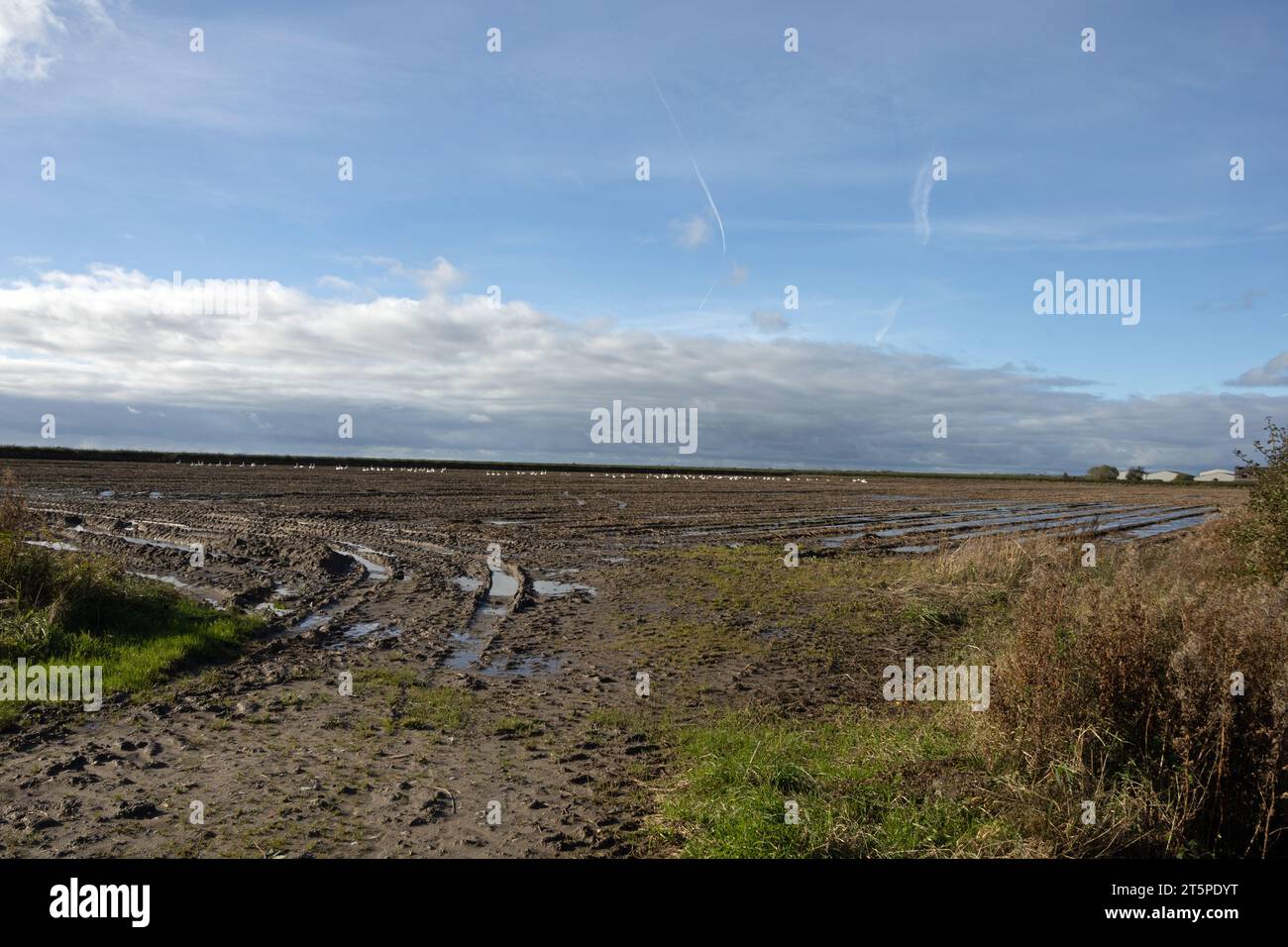 Un troupeau de cygnes Whooper reposant dans un champ près de Hesketh Bank près de Southport Lancashire England Banque D'Images