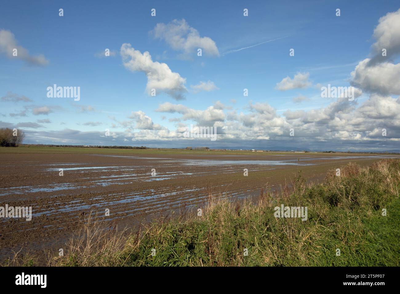 Champs gorgés d'eau sur des terres agricoles à Becconsall près de Southport Lancashire Angleterre Banque D'Images