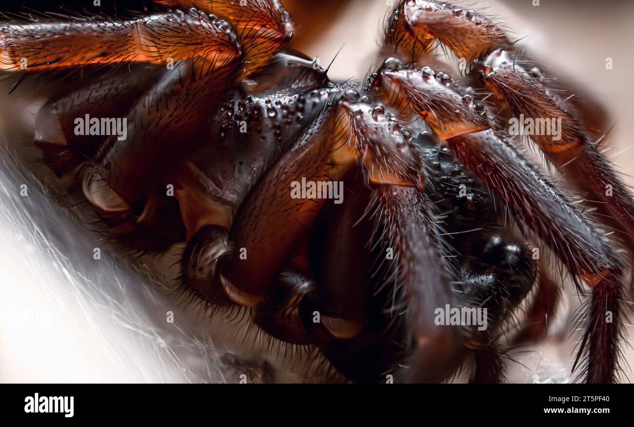 Araignée velue de tisserand de dentelle gros plan Banque D'Images