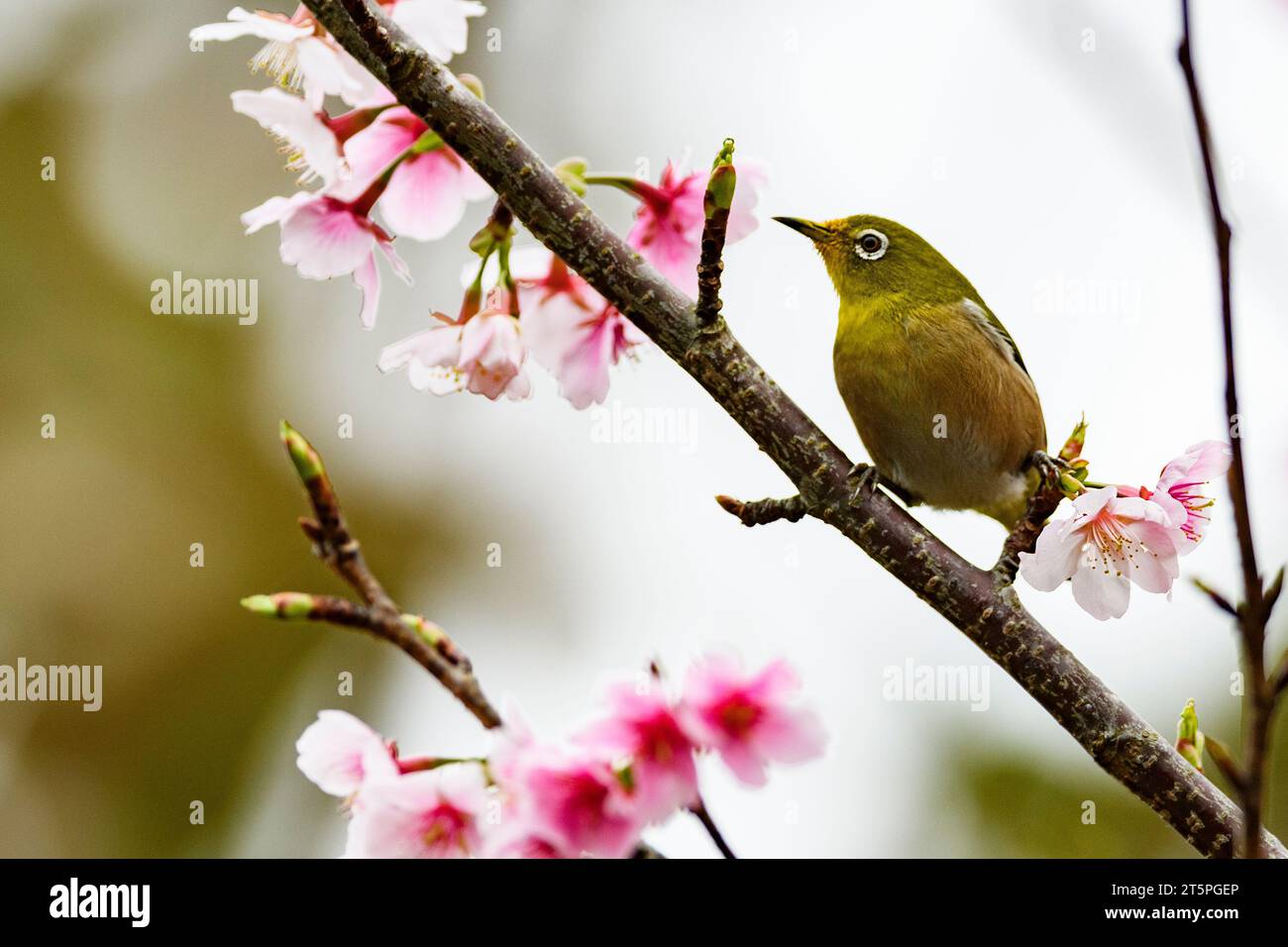 Œil blanc de Warbeling (Zosterops japonicus) d'Amami Oshima, aux îles Ryukyu, au sud du Japon. Banque D'Images