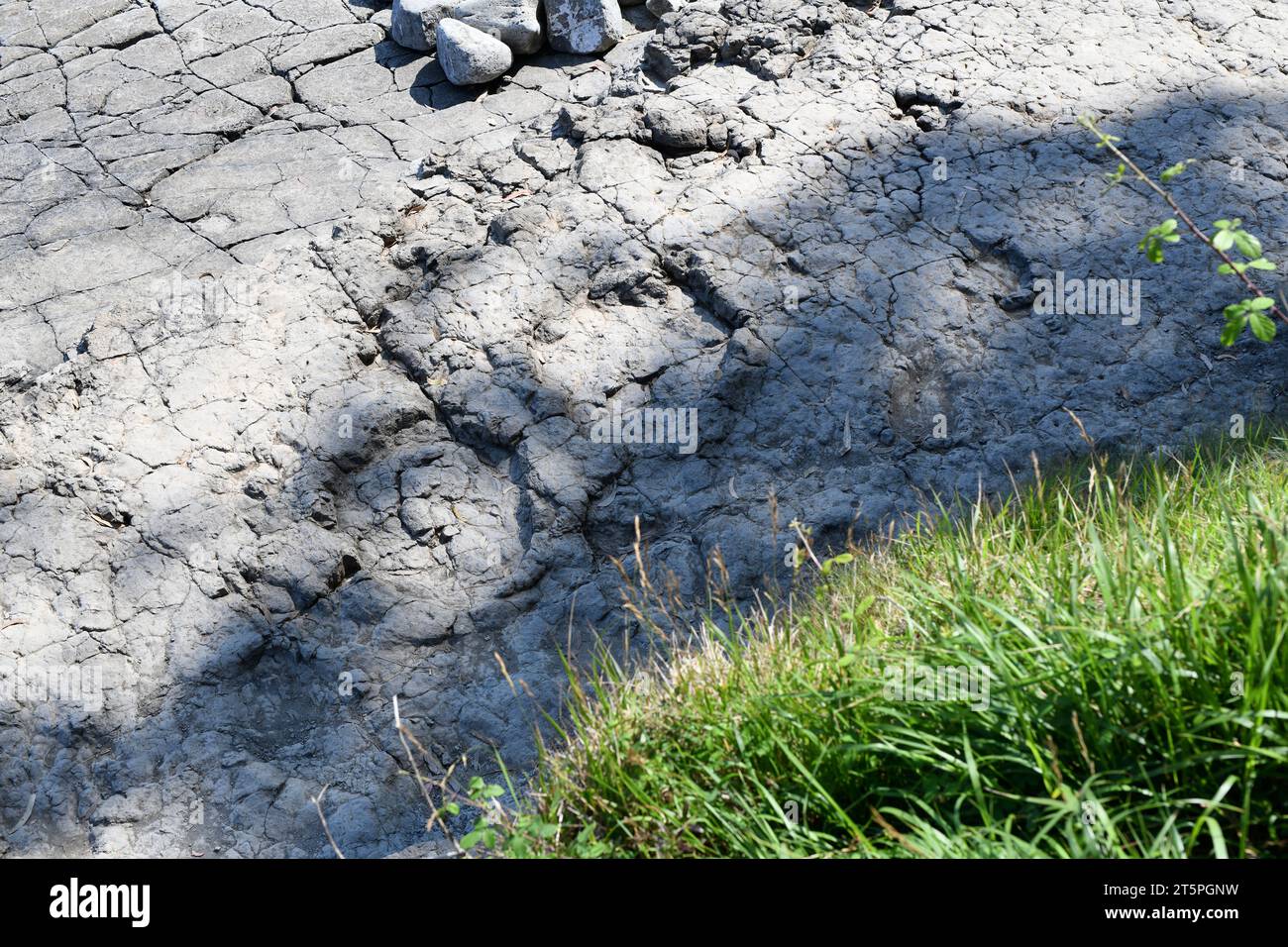 Ichnite ou piste fossile de dinosaures sur la plage de la Griega.Lastres, Colunga, Asturies, Espagne. Banque D'Images