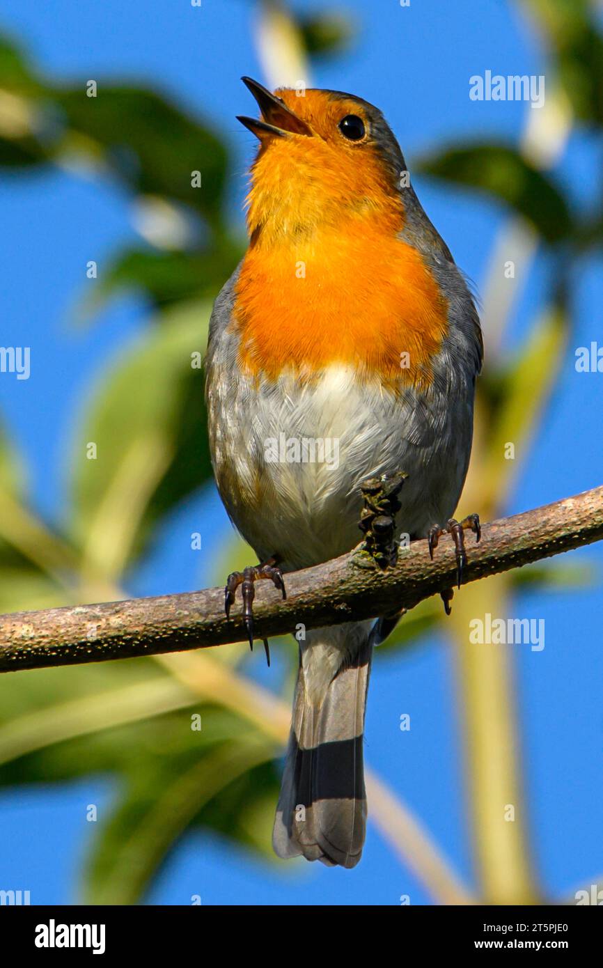 Red Robin Banque D'Images