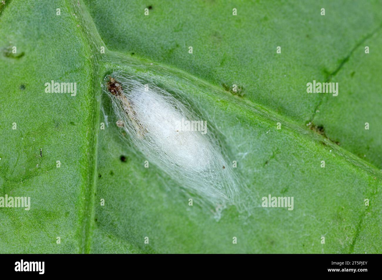 Cocon de guêpe parasitoïde sur feuille de colza. Le parasitoïde a tué la chenille de la teigne diamondback (Plutella xylostella). Banque D'Images