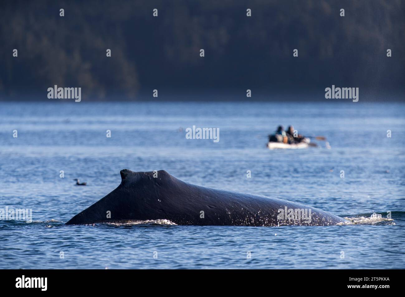 Rorqual à bosse (BCY1016)faisant surface derrière un kayak océanique à Blackfish Sound à la fin de l'automne au large du nord de l'île de Vancouver, territoire des Premières Nations Banque D'Images