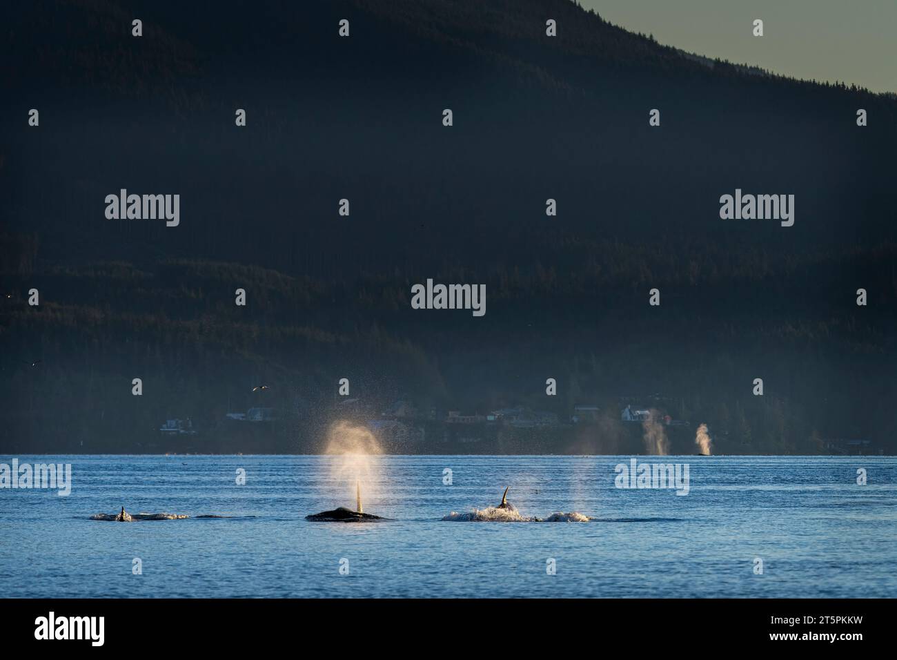 Groupe d'orques résidentes du Nord (épaulards), A34, dans le passage Weynton avec des coups de baleine à bosse et Telegraph Cove dans le fond, au large de Vancouver Banque D'Images