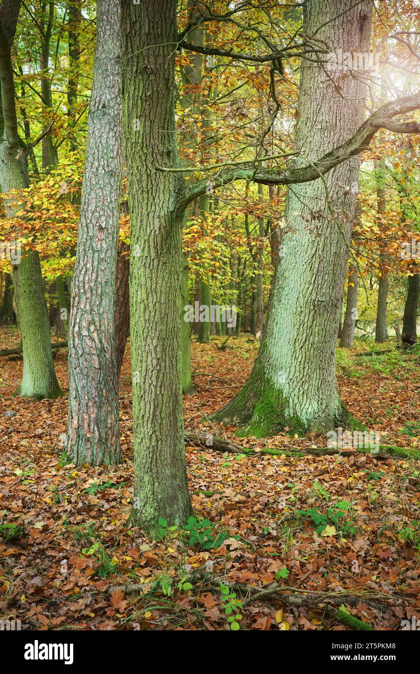 Arbres dans une forêt profonde en automne, focalisation sélective. Banque D'Images