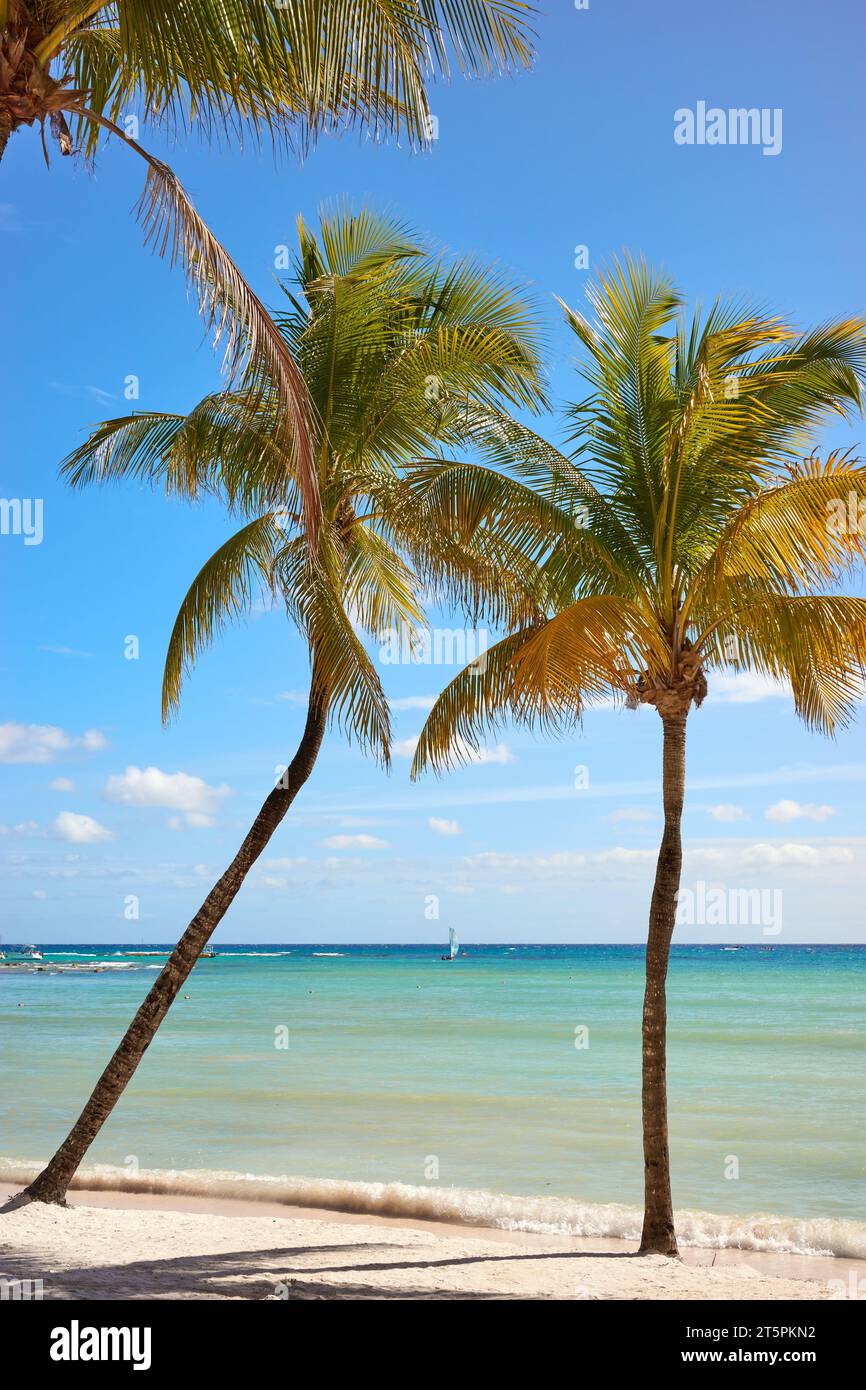 Cocotiers sur une plage tropicale, péninsule du Yucatan, Mexique. Banque D'Images