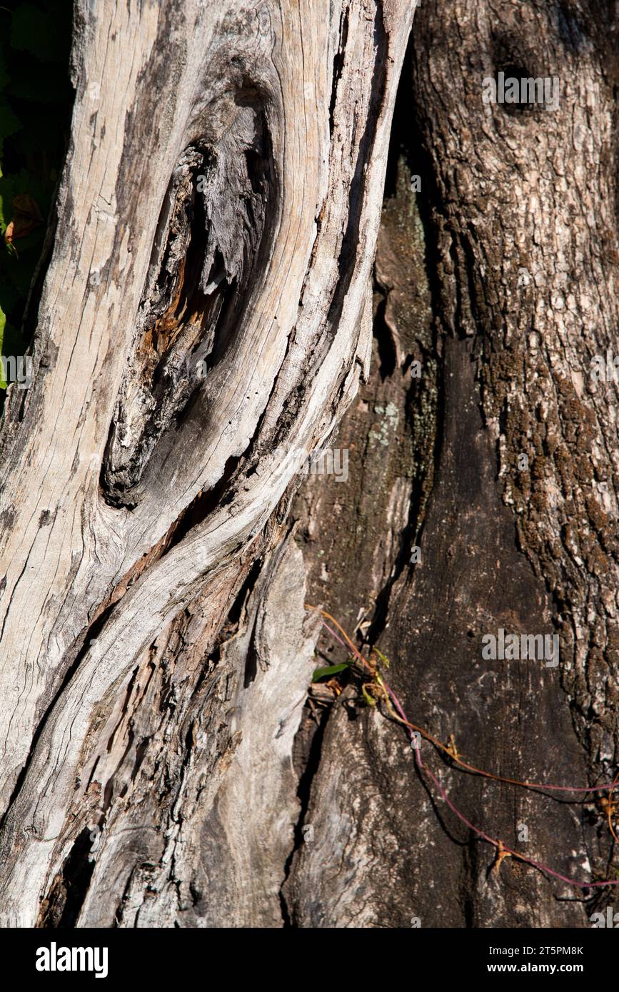 série sur des troncs d'arbre et d'écorces en gros plan / série de plans rapprochés de troncs d'arbres et d'écorces Banque D'Images