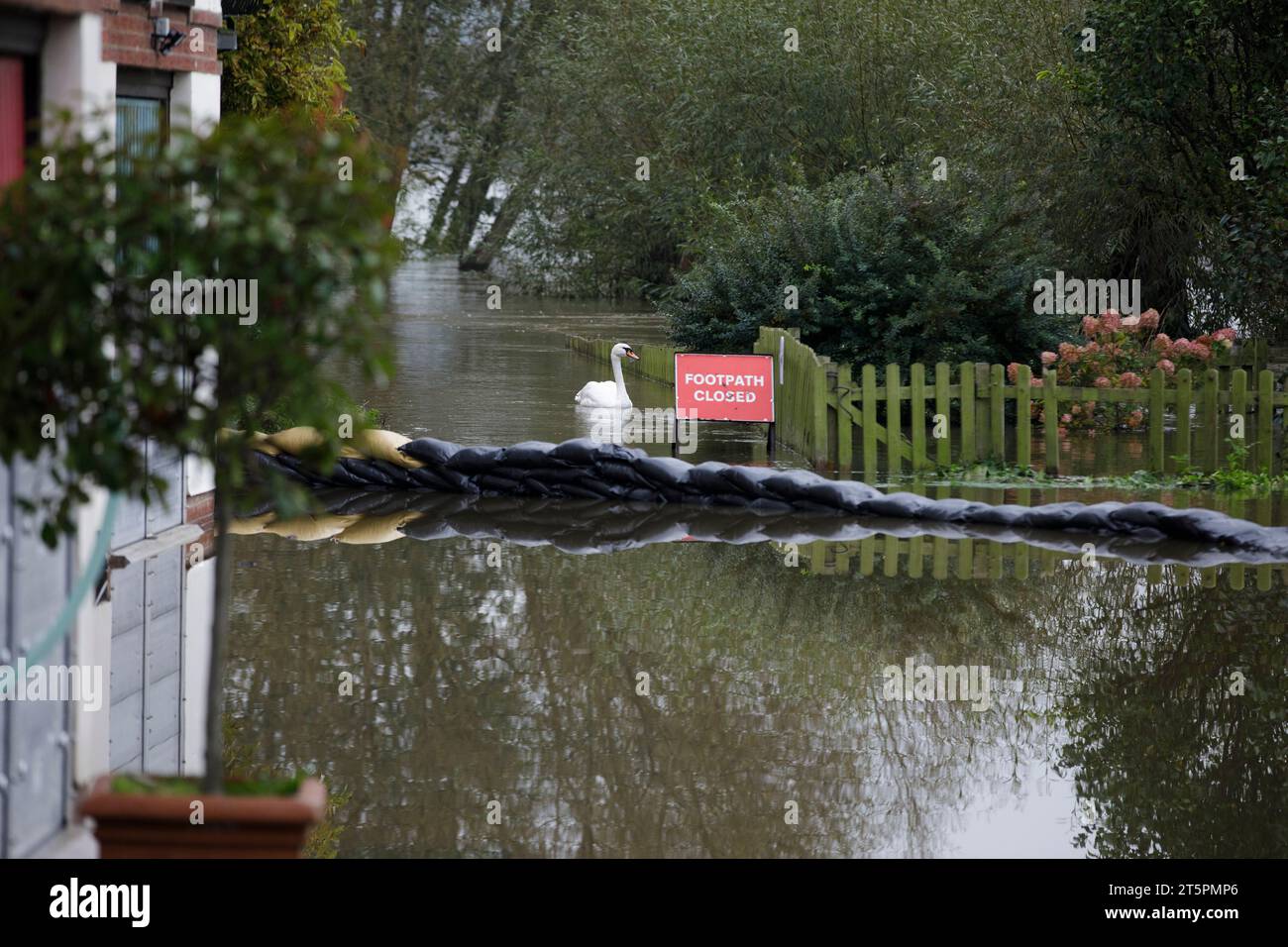 Un cygne nageant le long de Stourport Road après que la rivière Severn a éclaté de ses rives à Bewdley, Worcestershire. Banque D'Images