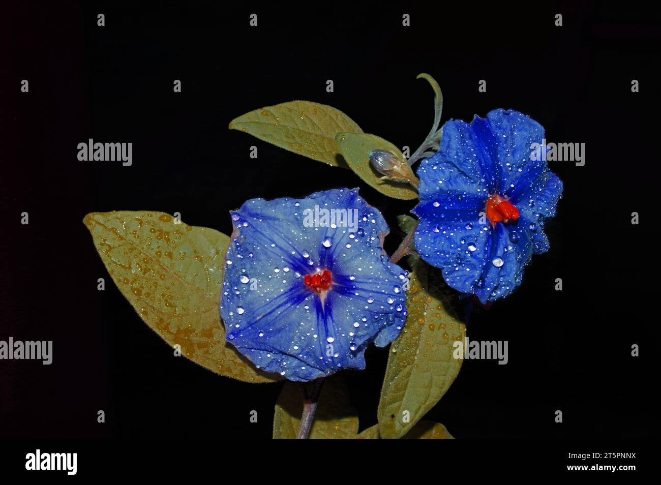 Solanum Rantonetii gros plan (Digitalprocessing) Banque D'Images