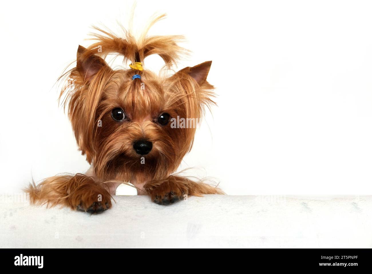 Mignon Yorkshire Terrier devant sur fond blanc. Banque D'Images