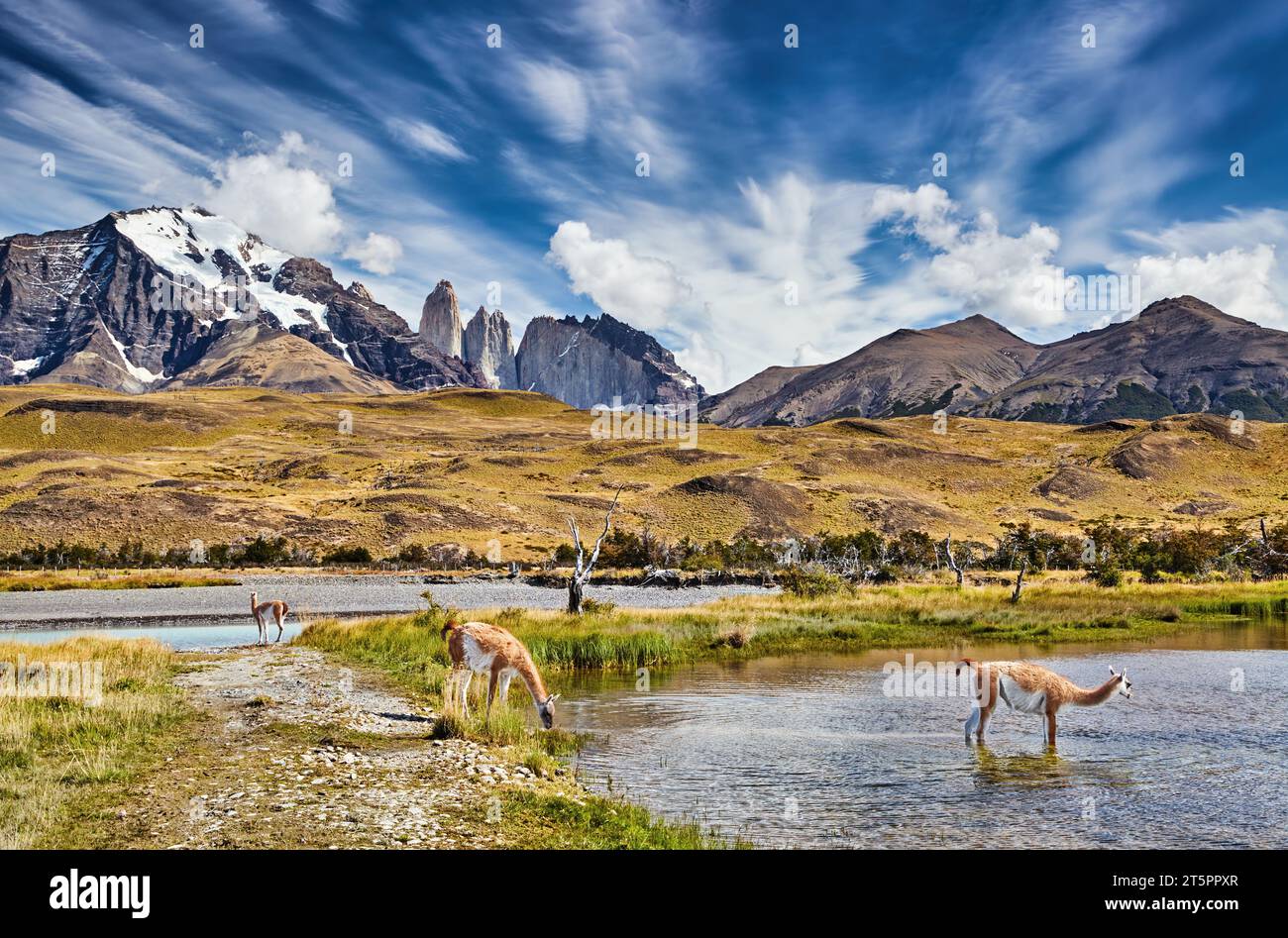 Guanacos dans le Parc National Torres del Paine, Patagonie, Chili Banque D'Images