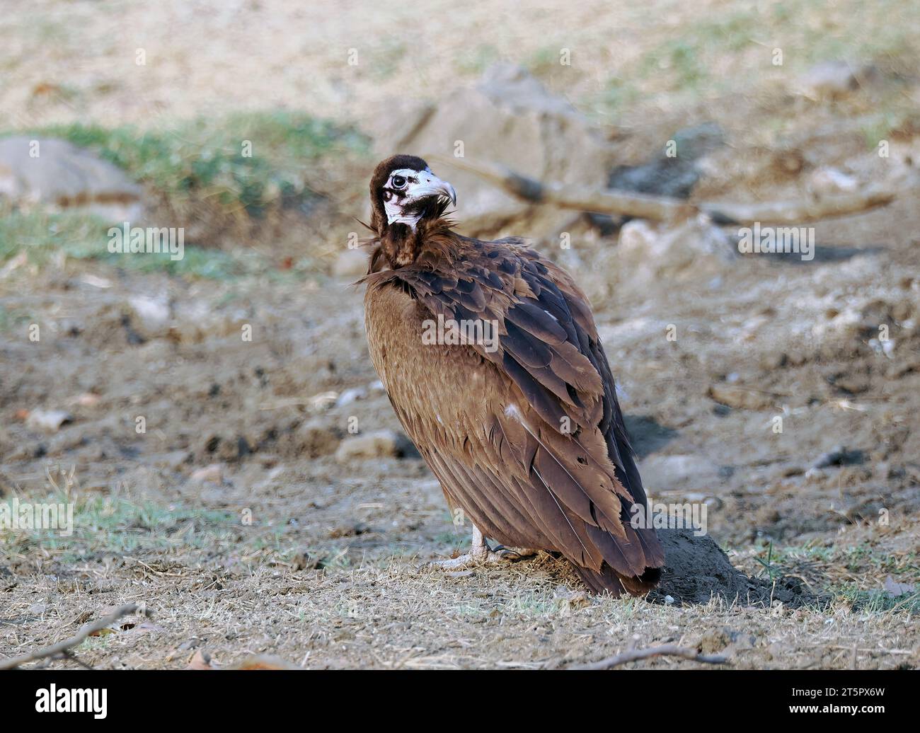 Vautour à capuche, Kappengeier, Vautour charognard, Necrosyrtes monachus, csuklyás keselyű, parc national du Zambèze, Zimbabwe, Afrique Banque D'Images