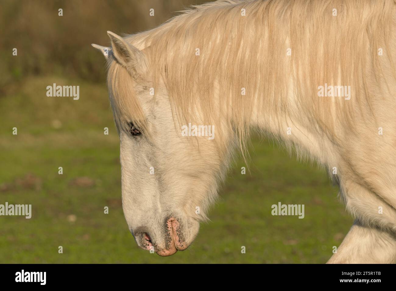 Cheval blanc avec une longue crinière dans un champ vert Banque D'Images