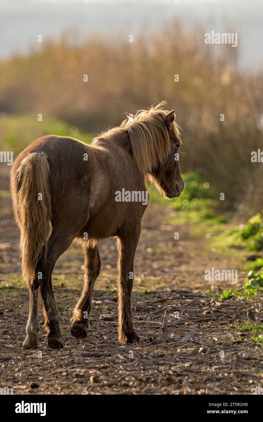 vue de derrière d'un jeune cheval brun courant le long d'un chemin de terre, au coucher du soleil. Banque D'Images