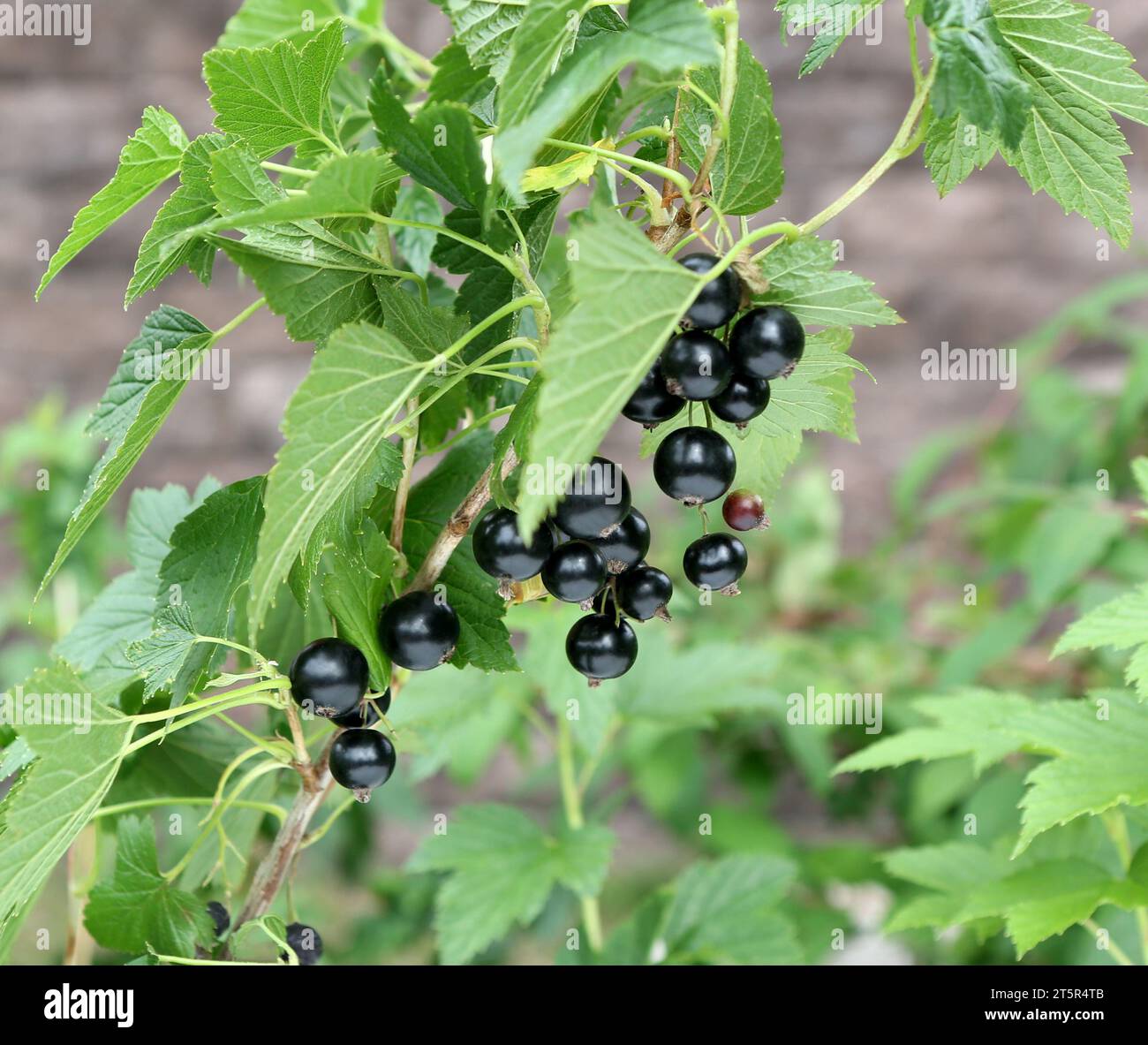 Branche noire de cassis avec fruits. Cassis biologique dans un verger. Branches avec fruits juteux. Gros plan du currant mûr sur la branche dans le jardin. Banque D'Images