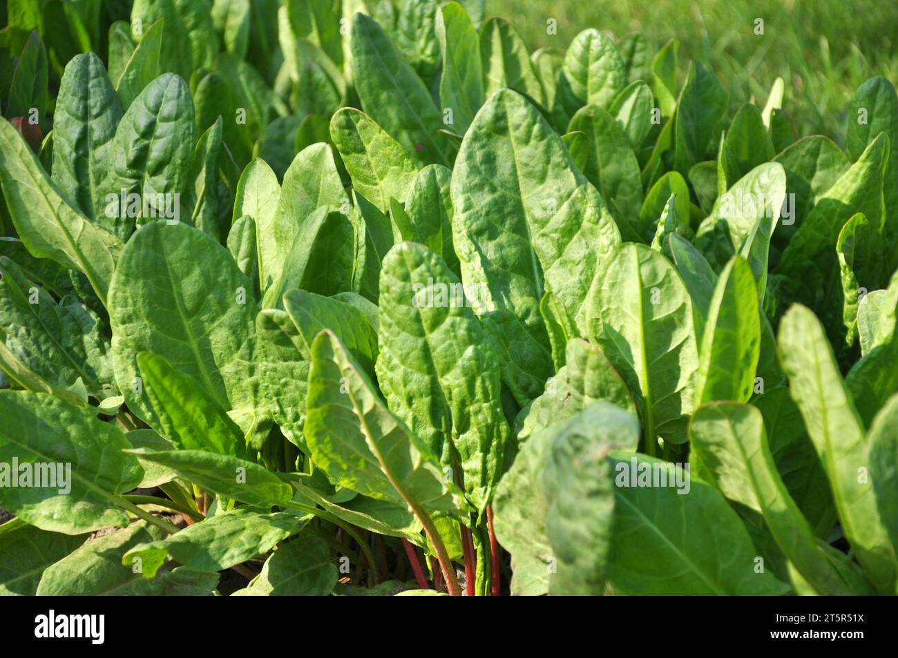 Sorrel pousse dans le sol organique ouvert dans le jardin Banque D'Images