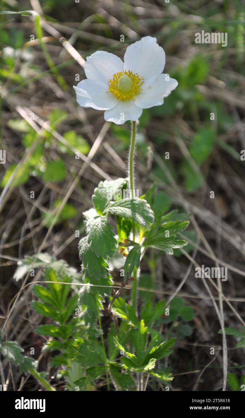 Au printemps dans la nature, dans la forêt fleurit Anemone sylvestris Banque D'Images