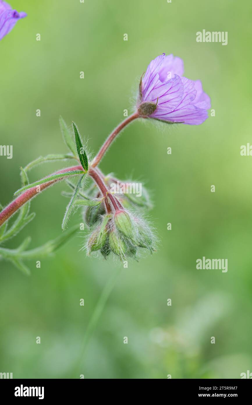 Les plantes de géranium dans leur habitat naturel par une journée ensoleillée au printemps avec des fleurs mauves sauvages. Banque D'Images
