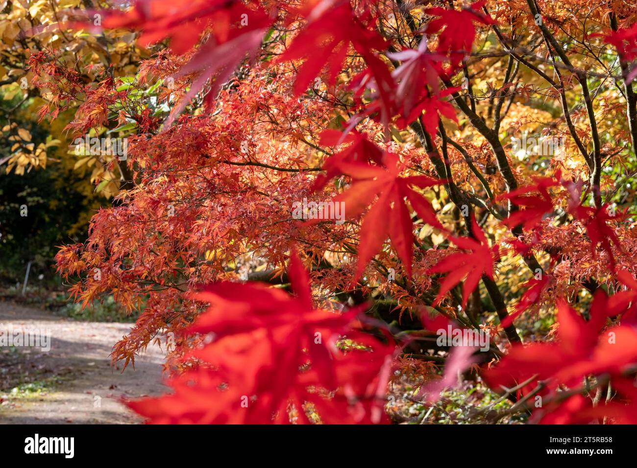 Arbre Acer Palmatum Kamagata avec des feuilles aux superbes couleurs automnales, photographié au jardin RHS Wisley, près de Woking dans le Surrey Royaume-Uni. Banque D'Images