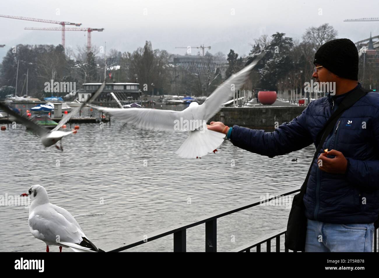 Un homme nourrit des mouettes sur le lac de Zurich. Il est debout sur la jetée avec des balustrades métalliques. Banque D'Images