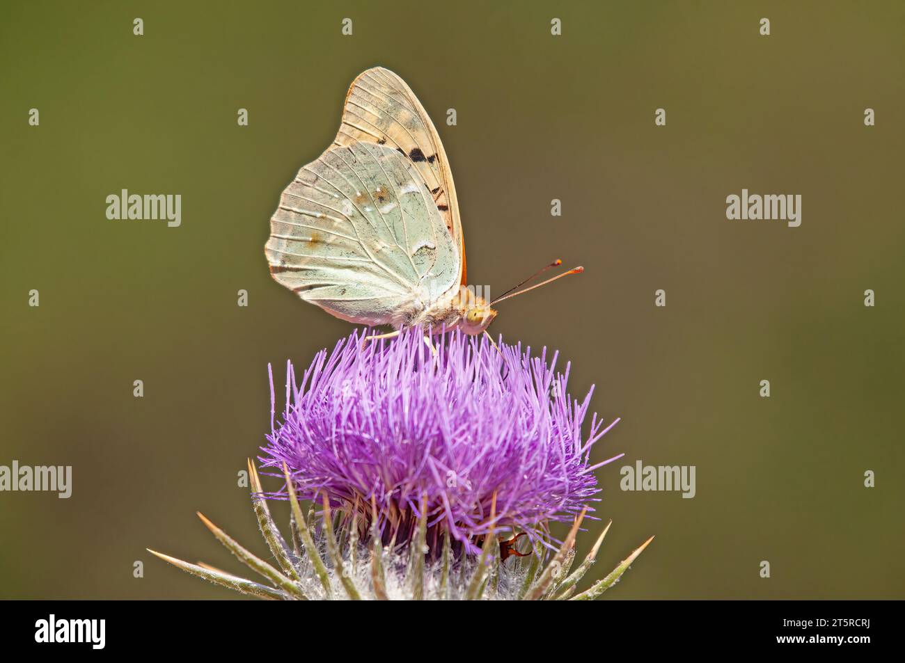 La fritillaire méditerranéenne (Argynnis Pandora) est un papillon qui vole très vite en terrain dégagé. Papillon sur une fleur violette. Banque D'Images