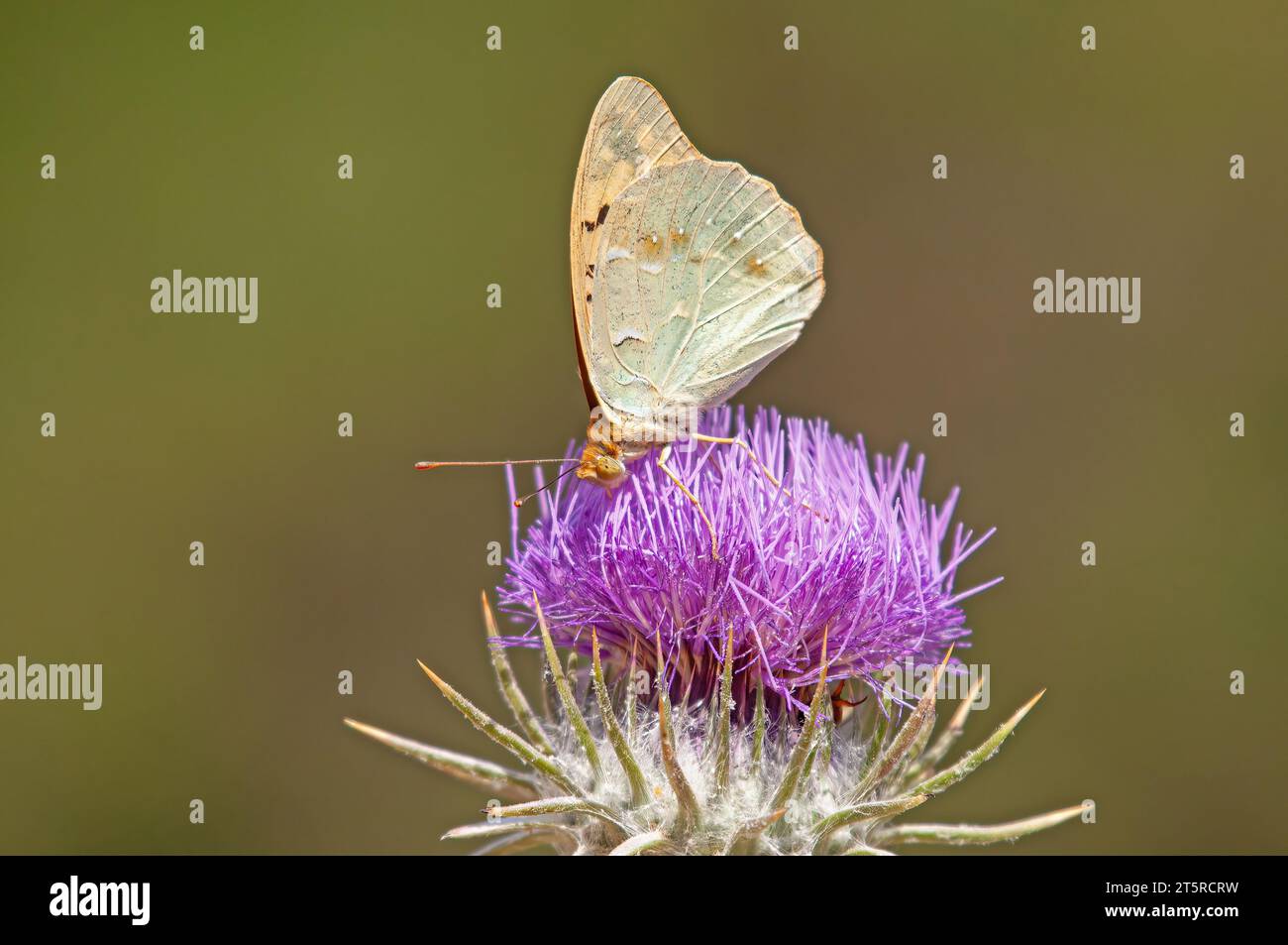 La fritillaire méditerranéenne (Argynnis Pandora) est un papillon qui vole très vite en terrain dégagé. Papillon sur une fleur violette. Banque D'Images