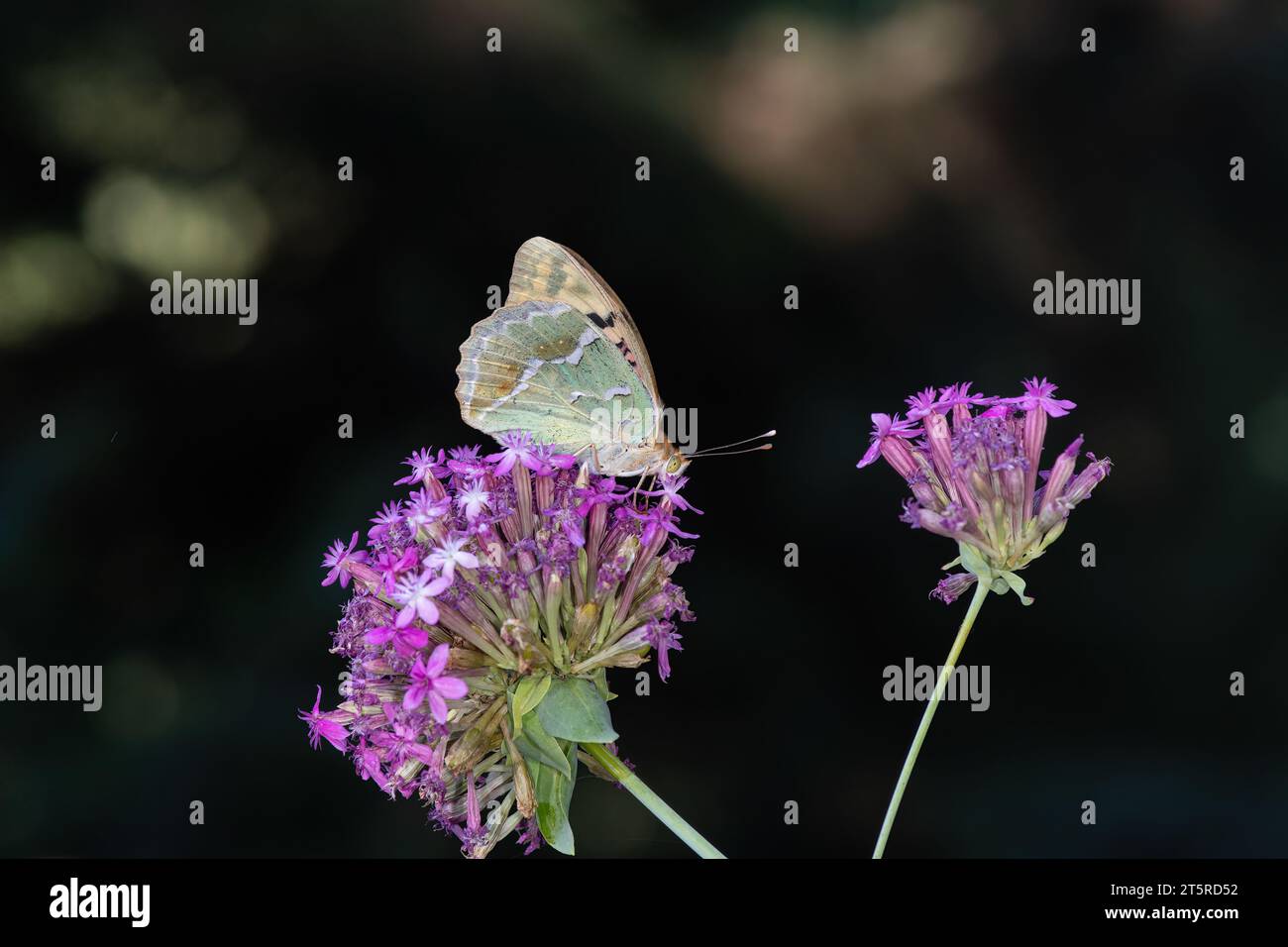 La fritillaire méditerranéenne (Argynnis Pandora) est un papillon qui vole très vite en terrain dégagé. Papillon sur une fleur rose. Banque D'Images